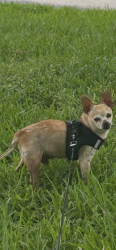 Reunited Male Dog last seen Near St. (Kendall Drive) & Sw 133 Avenue Miami Florida 33183, Miami, FL 33183