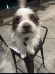 Lost Male Dog last seen CSSB, San Bernardino, CA 92407