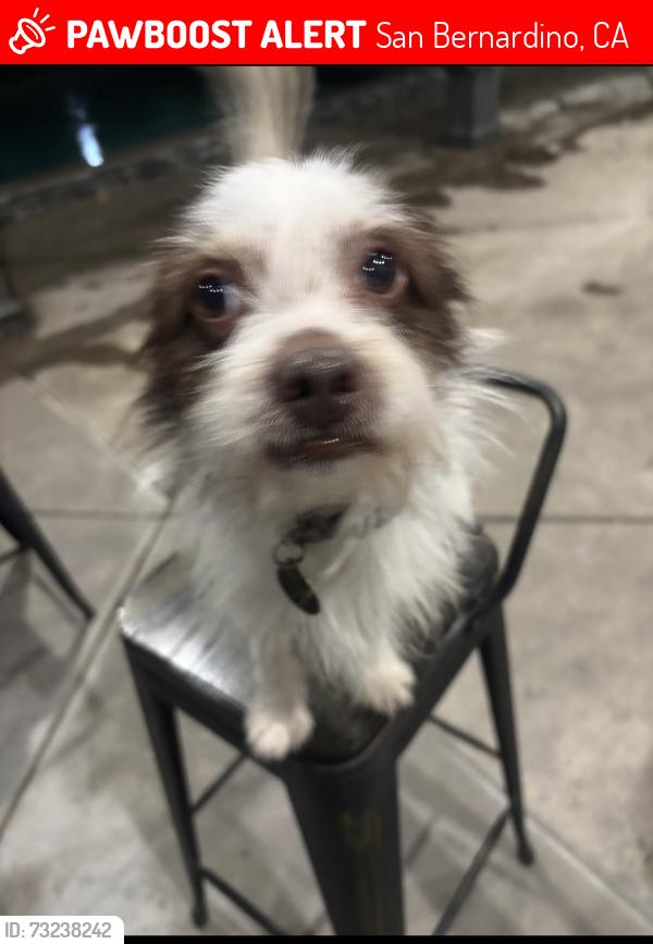 Lost Male Dog last seen CSSB, San Bernardino, CA 92407