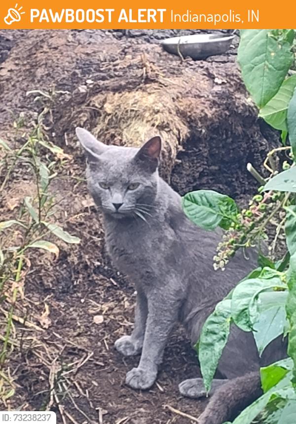 Found/Stray Unknown Cat last seen Cumberland Parks and Streets Dept, Indianapolis, IN 46229