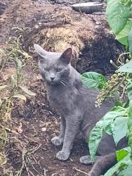 Found/Stray Unknown Cat last seen Cumberland Parks and Streets Dept, Indianapolis, IN 46229