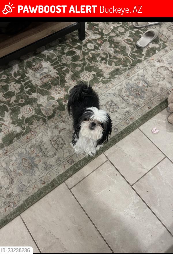 Lost Female Dog last seen Bowker street Buckeye, Buckeye, AZ 85326
