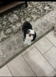 Lost Female Dog last seen Bowker street Buckeye, Buckeye, AZ 85326