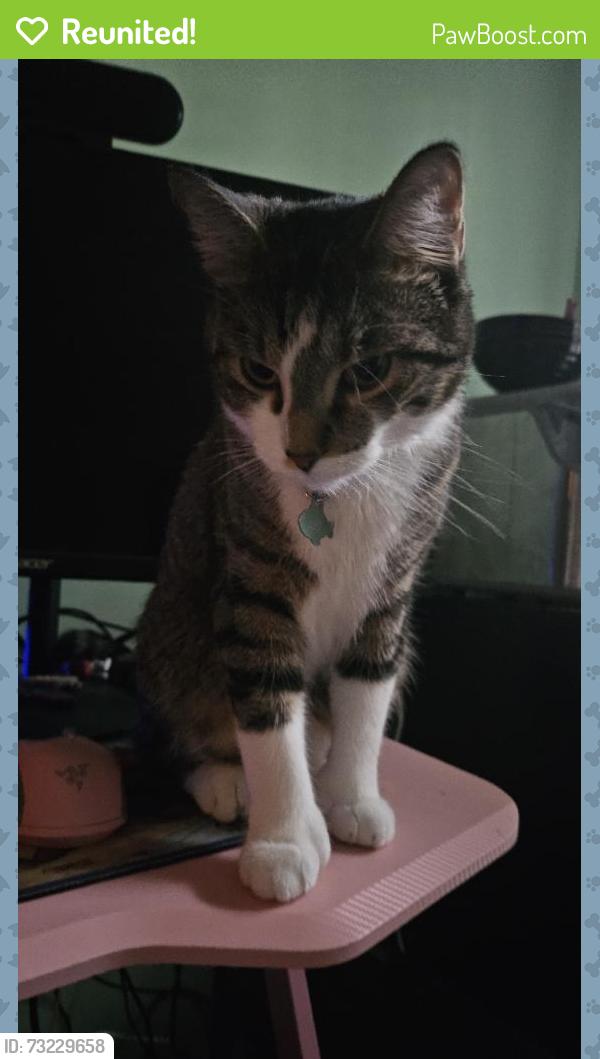 Reunited Male Cat last seen Connell Dr, Overland Park, KS 66212, USA, Overland Park, KS 66212