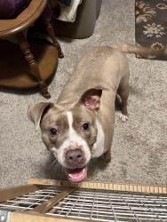 Found/Stray Female Dog last seen Cherokee Ave and King St, St Paul 55107, Saint Paul, MN 55102