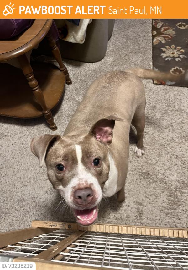 Found/Stray Female Dog last seen Cherokee Ave and King St, St Paul 55107, Saint Paul, MN 55102