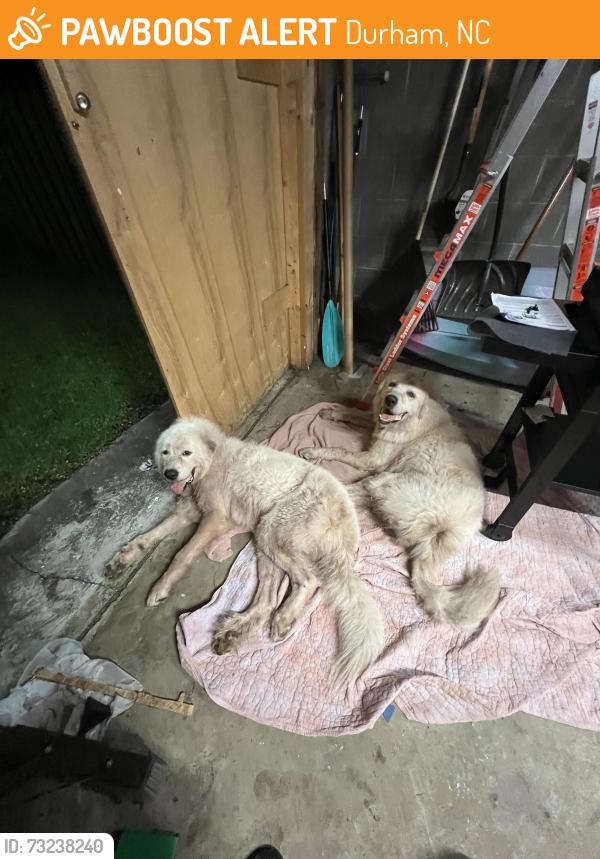 Found/Stray Male Dog last seen Kings Grocery, Durham, NC 27704
