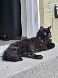 Reunited Female Cat last seen E Maxwell Ave. & Center St., Spokane Valley, WA 99212