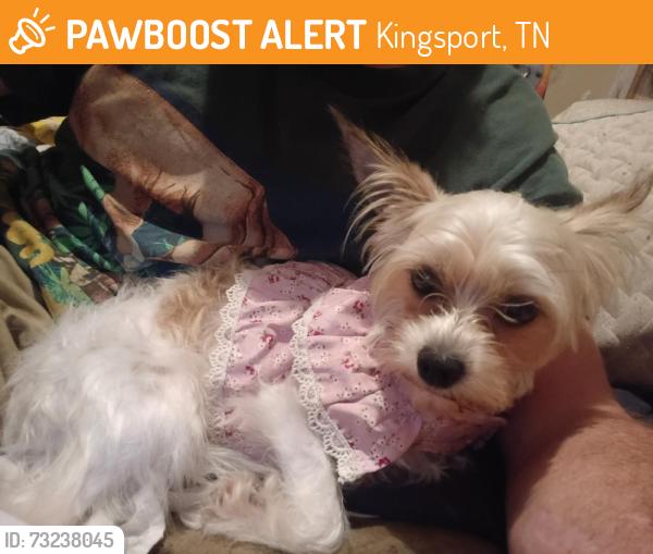 Found/Stray Female Dog last seen https://maps.app.goo.gl/3ein5wP6QE5VVrHp6?g_st=ac, Kingsport, TN 37660