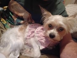 Found/Stray Female Dog last seen https://maps.app.goo.gl/3ein5wP6QE5VVrHp6?g_st=ac, Kingsport, TN 37660