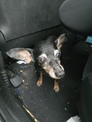 Reunited Female Dog last seen Near Calico Pointe Cir, Groveland, FL 34736, Groveland, FL 34736