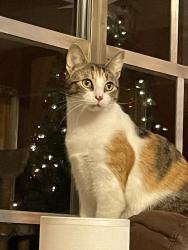 Lost Female Cat last seen Baker Rd, Ethel Ave, Marie Ave, Cox Ave, Jackson Lake Rd, High Point, NC 27263