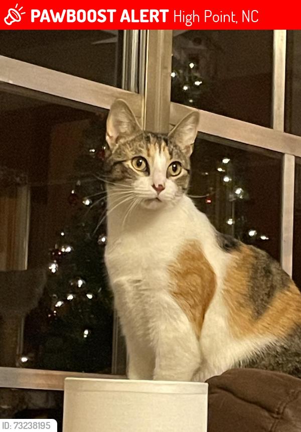Lost Female Cat last seen Baker Rd, Ethel Ave, Marie Ave, Cox Ave, Jackson Lake Rd, High Point, NC 27263