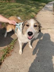 Reunited Unknown Dog last seen Willow wood neighborhood, Omaha, NE 68164