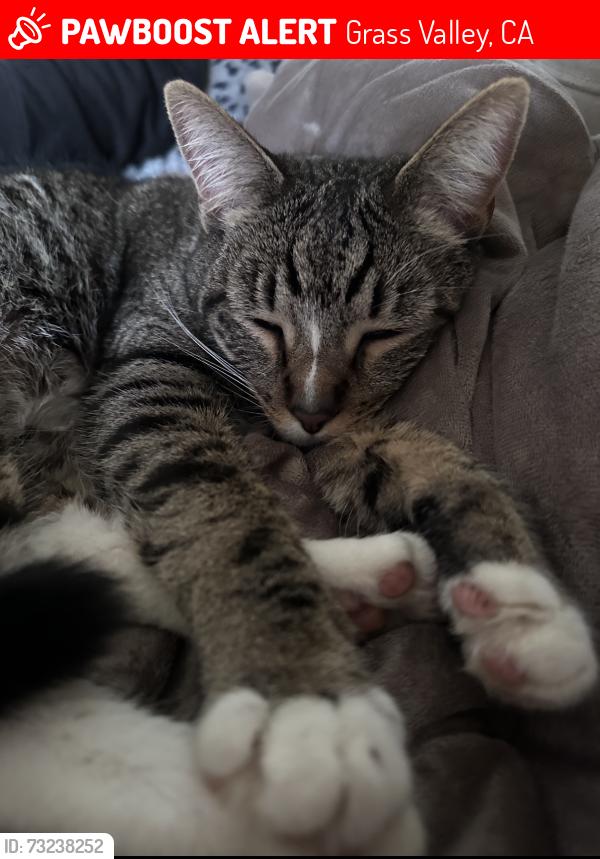 Lost Male Cat last seen West Main Street, Grass Valley, CA 95945
