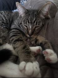 Lost Male Cat last seen West Main Street, Grass Valley, CA 95945
