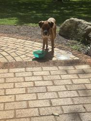 Found/Stray Male Dog last seen Grand Canyon Road, Spartanburg County, SC 29365
