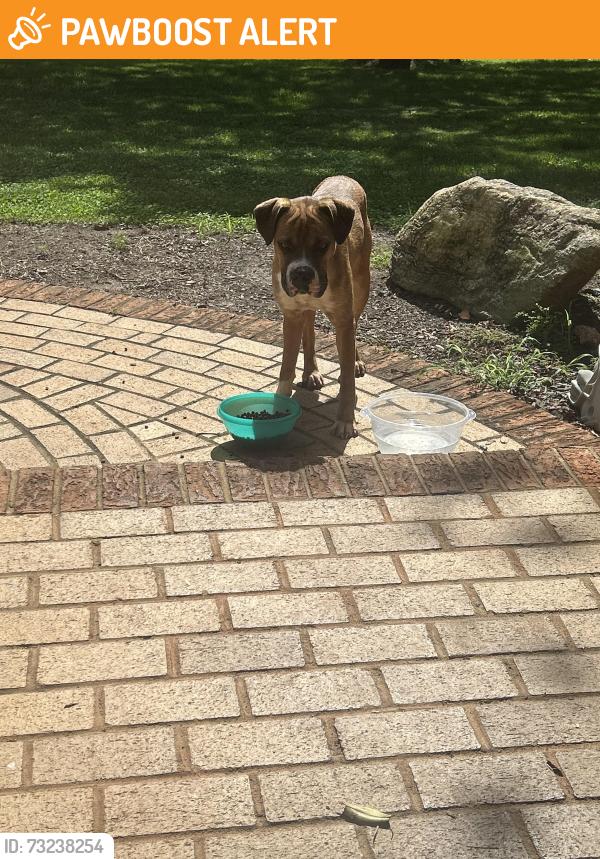 Found/Stray Male Dog last seen Grand Canyon Road, Spartanburg County, SC 29365
