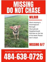 Reunited Male Dog last seen Wallace avenue Downingtown, Downingtown, PA 19335