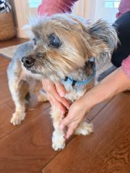 Reunited Female Dog last seen Sheppards crook court, Holiday, FL 34691