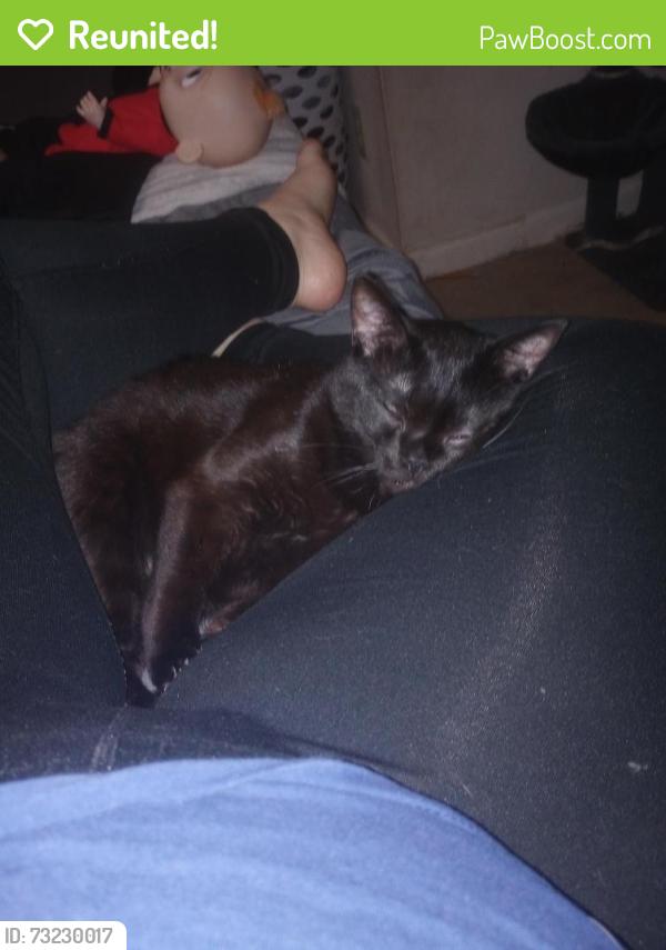 Reunited Male Cat last seen Boss TV, Shelby, NC 28150