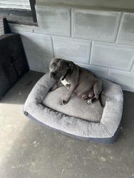 Reunited Female Dog last seen Near 7th avenue fultondale, AL 35068, Fultondale, AL 35068