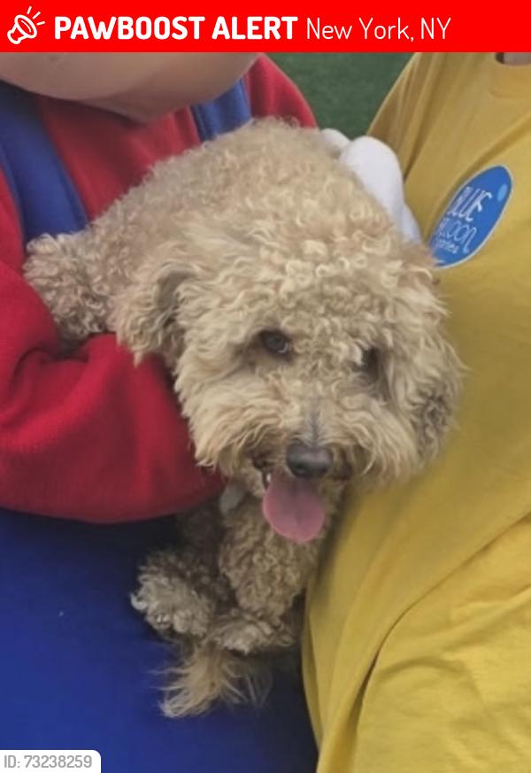Lost Male Dog last seen Myers street, New York, NY 10029