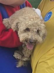 Lost Male Dog last seen Myers street, New York, NY 10029