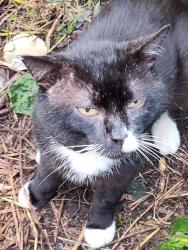 Found/Stray Unknown Cat last seen Cumberland Parks and Streets Dept, Indianapolis, IN 46229
