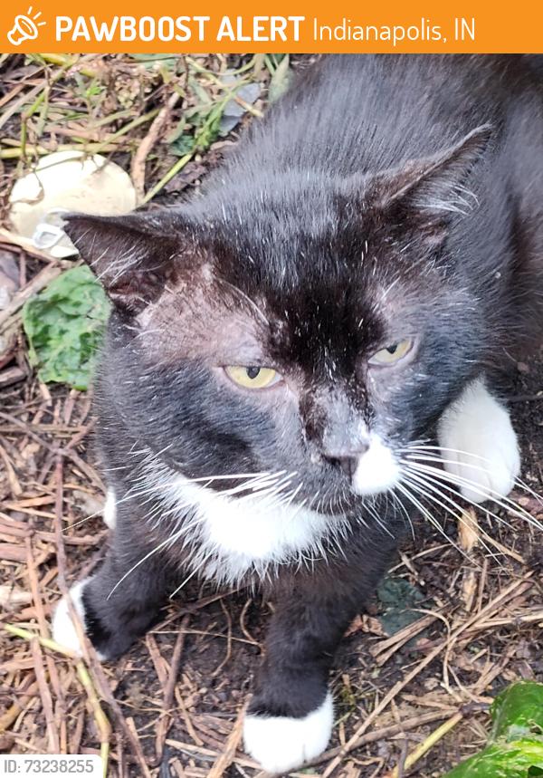 Found/Stray Unknown Cat last seen Cumberland Parks and Streets Dept, Indianapolis, IN 46229