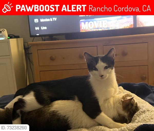 Lost Male Cat last seen Aura Way and Borderlands Dr, Rancho Cordova, CA 95742