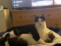 Lost Male Cat last seen Aura Way and Borderlands Dr, Rancho Cordova, CA 95742