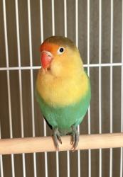 Found/Stray Unknown Bird last seen Girard and Columbia, Philadelphia, PA 19125