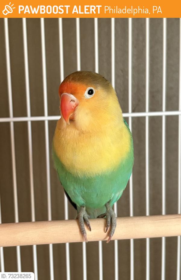 Found/Stray Unknown Bird last seen Girard and Columbia, Philadelphia, PA 19125