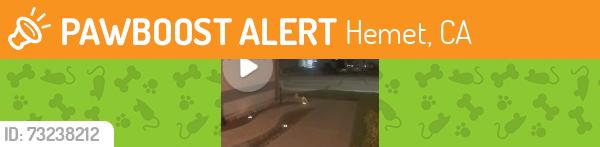 Found/Stray Unknown Cat last seen Kirby/Garland, Hemet, CA 92545