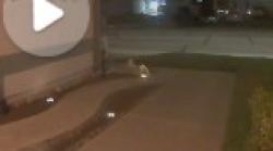 Found/Stray Unknown Cat last seen Kirby/Garland, Hemet, CA 92545