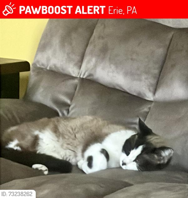 Lost Female Cat last seen Downing, Erie, PA 16507