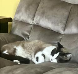 Lost Female Cat last seen Downing, Erie, PA 16507