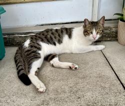 Reunited Male Cat last seen Roosevelt & 60th St N, Pinellas County, FL 33760
