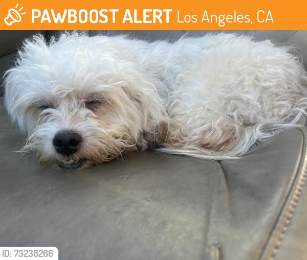 Found/Stray Male Dog last seen Strathern between Laurel Canyon and Lankershim, Los Angeles, CA 91406