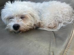 Found/Stray Male Dog last seen Strathern between Laurel Canyon and Lankershim, Los Angeles, CA 91406