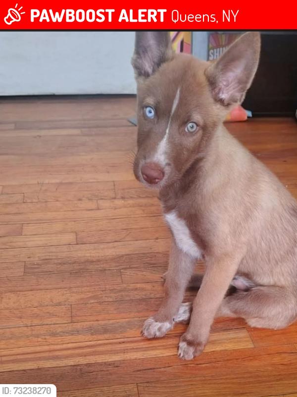 Lost Male Dog last seen Murdock ave, Queens, NY 11412