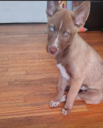 Lost Male Dog last seen Murdock ave, Queens, NY 11412