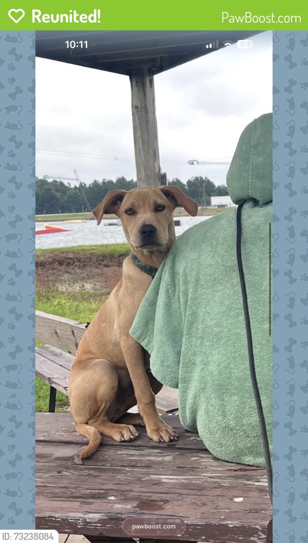 Reunited Male Dog last seen tiki paint ball, Seffner, FL 33584