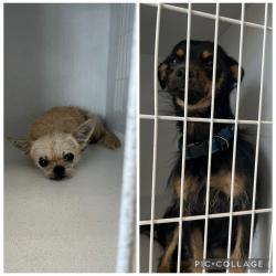 Found/Stray Male Dog last seen Woodland and Arkansas, Wichita, KS 67203
