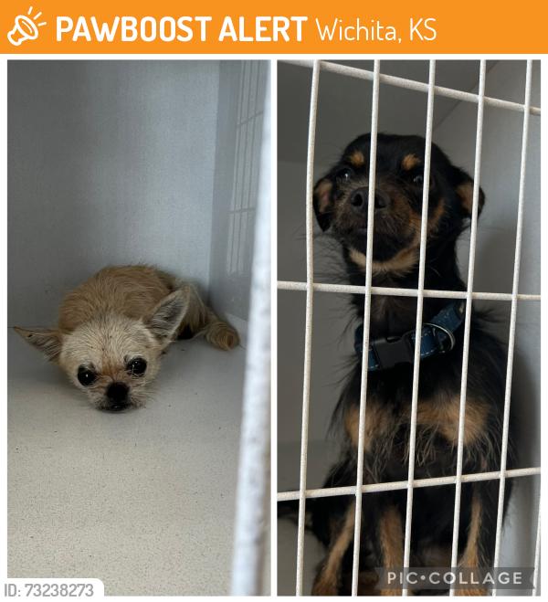Found/Stray Male Dog last seen Woodland and Arkansas, Wichita, KS 67203