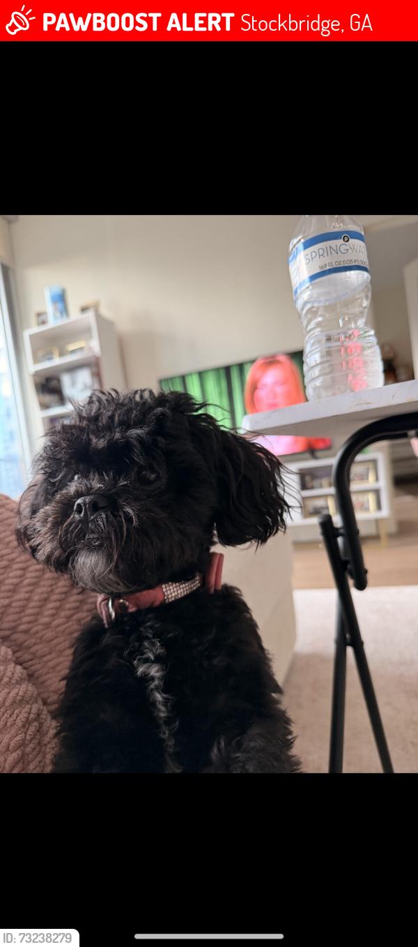 Lost Female Dog last seen East Atlanta, Stockbridge, GA 30281