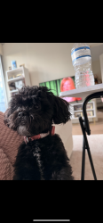 Lost Female Dog last seen East Atlanta, Stockbridge, GA 30281