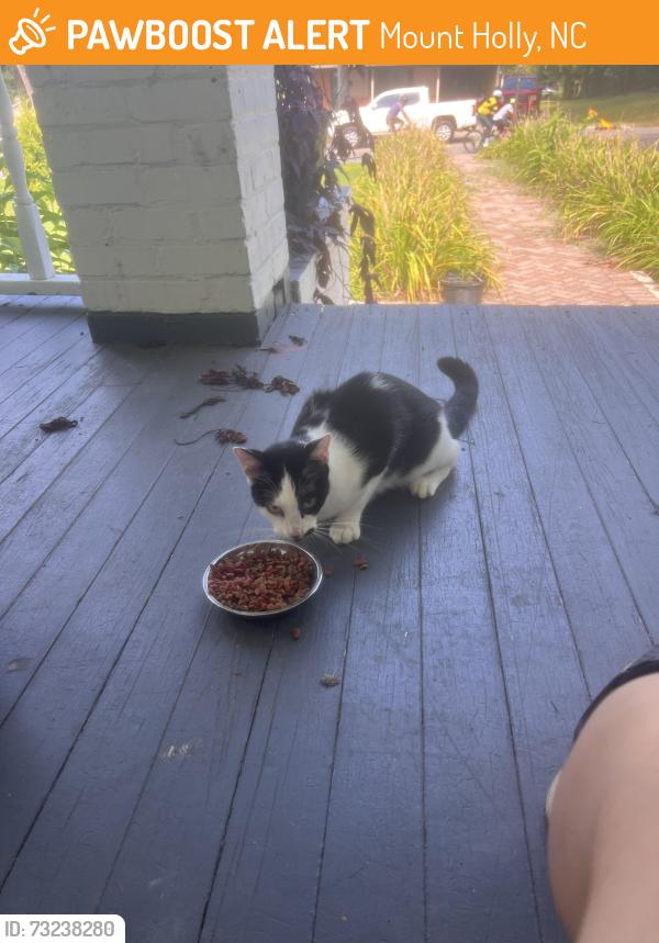 Found/Stray Unknown Cat last seen North Main St & highland st, Mount Holly, NC 28120