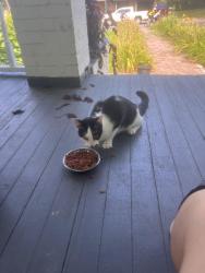 Found/Stray Unknown Cat last seen North Main St & highland st, Mount Holly, NC 28120